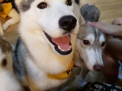 -Husky Go! 哈士奇体验馆·宠物咖啡厅狗咖