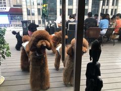 -百好乐宠物友好餐厅(朝外大街店)