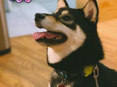 -柴务处·柴犬主题狗咖