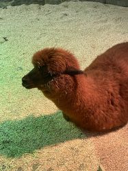 -Zoolung Zoolung动物主题公园(海信广场店)