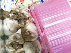 -钓仓鼠(洋桥北里小区店)