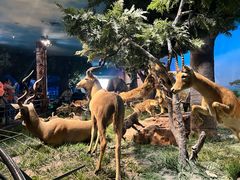 -国家自然博物馆