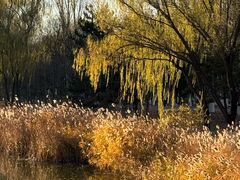 -大兴滨河森林公园