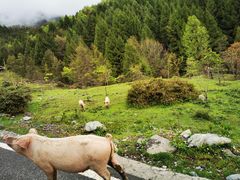 -硗碛藏寨·神木垒景区