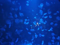 -江和美海洋公园