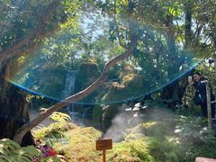 -Fern Forest Cafe