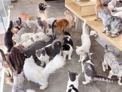 -more than meow吴止猫主题餐厅(承德 中船汇店)