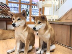 -是阿柴呀！柴犬咖啡·爱喵喵猫咖