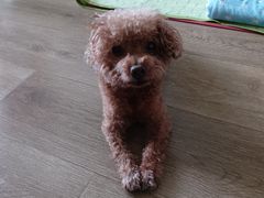 -美联众合动物医院·24h京西诊疗中心