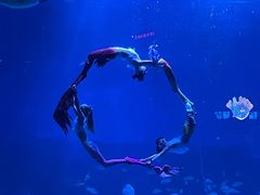 -烟台海昌鲸鲨海洋公园