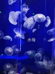 -未来动物城动物主题公园(大悦城店)