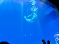 -芜湖新华联大白鲸海洋公园