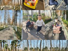 -合肥滨湖国家森林公园