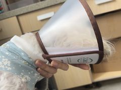 -谐和益家动物医院·免疫绝育·血液透析·宠保定点医院(高新伊藤分院)