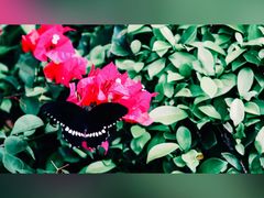 -福建鲤鱼洲酒店