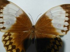 -上海昆虫博物馆