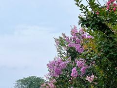 -金谷域澳洲庄园