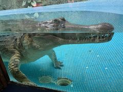 -广州长隆飞鸟乐园