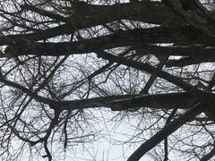 -医王山·飞騨国分寺