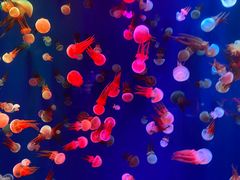 -成都浩海立方海洋公园