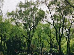 -柳浪闻莺公园