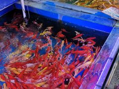-白佛花鸟鱼虫批发市场小型宠物交易(东区)