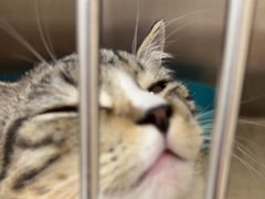 -瑞派康怡24h宠物医院·犬猫医疗中心·微创绝育(瑞景分院)