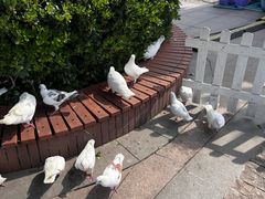-海合安武汉极地海洋公园