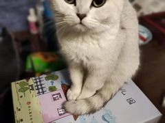 -猫尾侦探俱乐部·剧本杀·狼人杀