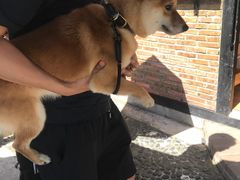 -柴犬高等学院·狗咖·柴犬售卖·宠物训练