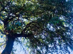 -紫海香堤香草艺术庄园