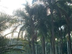 -深圳仙湖植物园