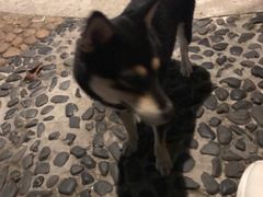 -柴犬高等学院·狗咖·柴犬售卖·宠物训练