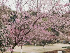 -杭州植物园