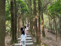 -火炉山森林公园