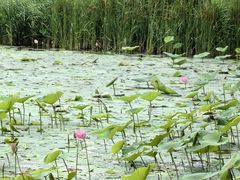 -丁香湖公园