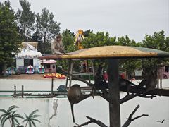 -西霞口神雕山野生动物世界