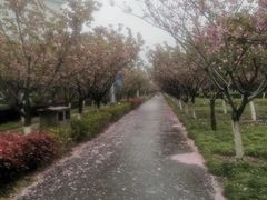 -高东镇樱花园