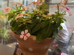 -萤火虫咖啡(砖著店)