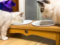-喵zoo家庭繁育猫舍(尖东智能花园店)