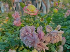 -人民公园(罗湖区)