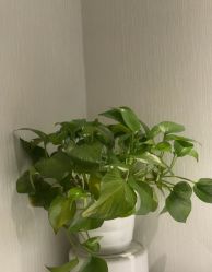 -小楼肌龄美学·皮肤管理