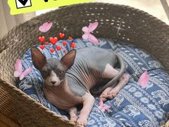 -纳吉亚猫专科动物诊疗中心(蒋宅口分院)
