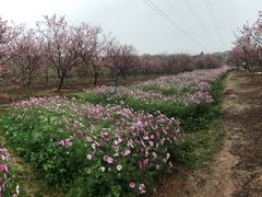 -天适樱花悠乐园