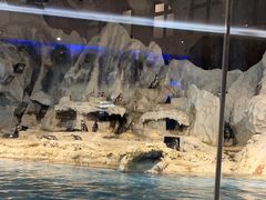 -帝企鹅自助餐厅•儿童岛•真企鹅(长隆企鹅酒店)