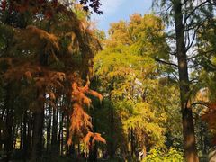 -上海共青森林公园