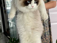 -欣宠猫屋·矮脚拿破仑·蓝金金渐层