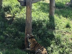 -西霞口神雕山野生动物世界