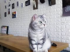 -平行世界·猫咖(首经贸店)