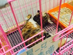 -猫的天空之城概念书店(杭州南宋御街店)